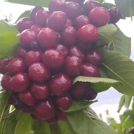 Apartman Rincon Del Valle Del Jerte