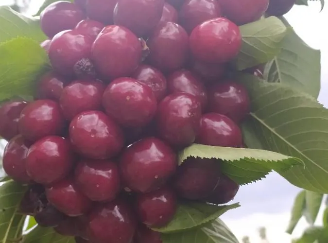 Апартаменты Rincon Del Valle Del Jerte