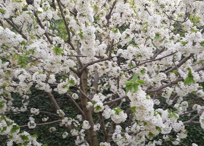 Апартаменты Rincon Del Valle Del Jerte Наваконсехо