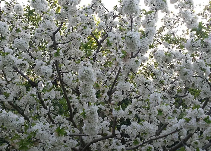 Rincon Del Valle Del Jerte