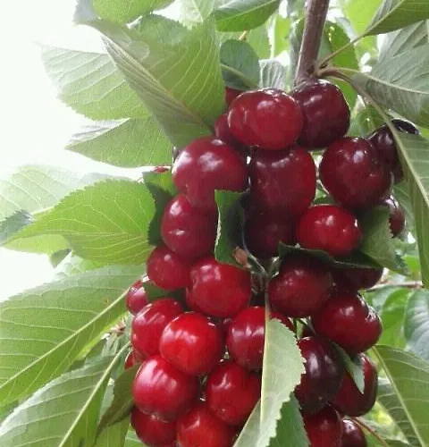 Апартаменты Rincon Del Valle Del Jerte Наваконсехо